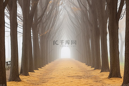 雾中小路上矗立着几排树木和树木