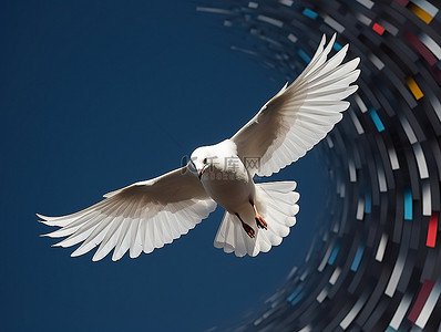 一只白色的鸟，翅膀黑白相间，飞翔