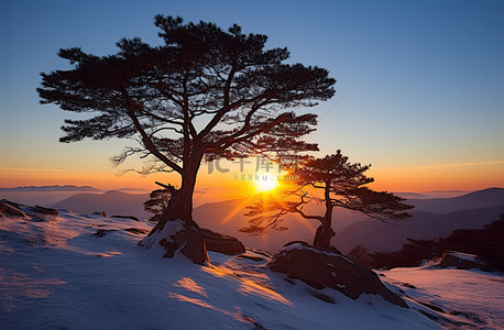 站在背景图片_日落时两棵树站在雪地上