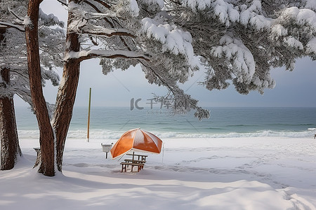 雪域海滩，配有树木潜水装备和沙滩伞