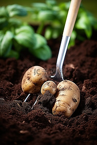 铲子落在装满土豆的土壤中