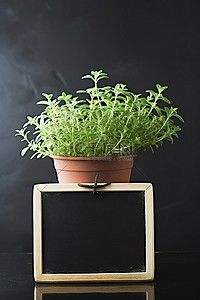 植物标志背景图片_鼠尾草植物在一个带有空黑板标志的盆中