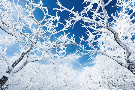 冬天的树枝背景图片_雪覆盖的树枝映衬着蓝天的雪花