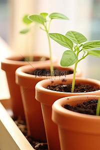 盆栽发芽背景图片_四盆植物幼苗放在架子上