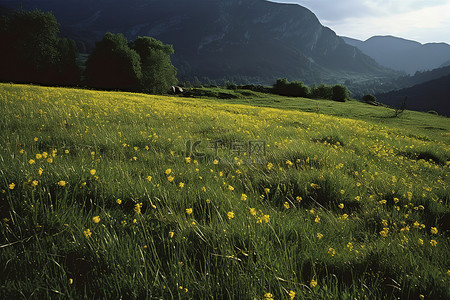 一片平坦的田野的山侧，开着黄色的花朵