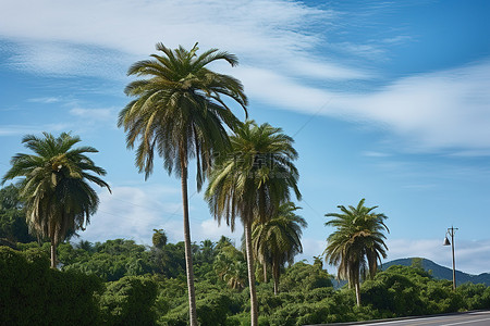 高速公路旁的一棵棕榈树，周围树木环绕