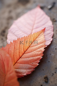 彩色枫叶背景图片_一对秋天的彩色叶子独立地躺着