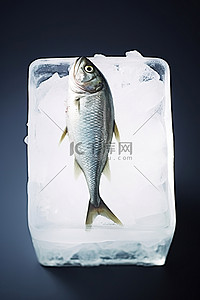 在中间背景图片_一条鱼坐在冰块中间