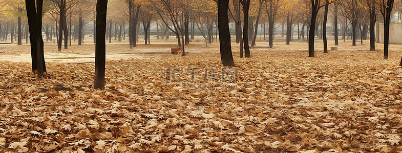 秋天的公园背景图片_周围有许多树木的公园