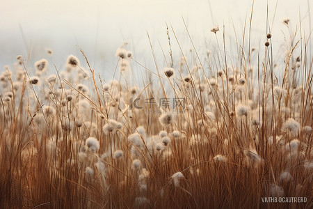 草地特写背景图片_白墙前的一片草地和雾气