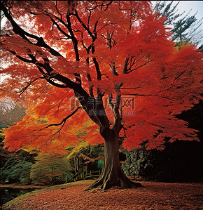 红树林字背景图片_公园里的一棵红树，有秋叶