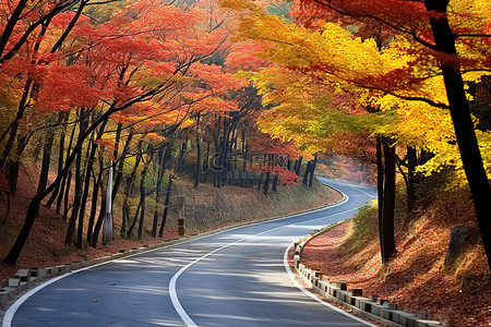 一条狭窄的道路，两旁种满了秋天的树木