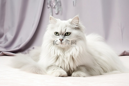 长毛的白猫