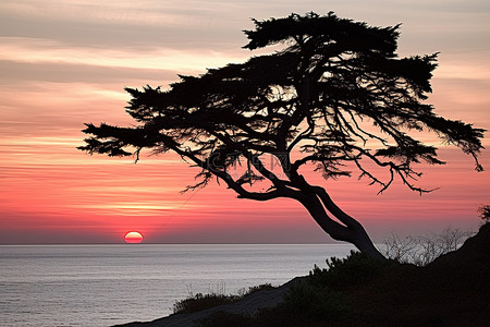 松树剪影背景图片_夕阳下海边的树的剪影
