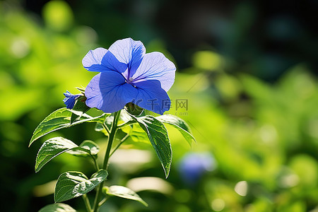 夏天绿叶植物背景图片_空旷的田野里有一朵蓝色的花，绿叶