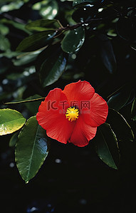 山茶花树背景图片_绿叶中间的一朵小红花