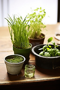 木桌旁边的小盘子里的小绿色植物