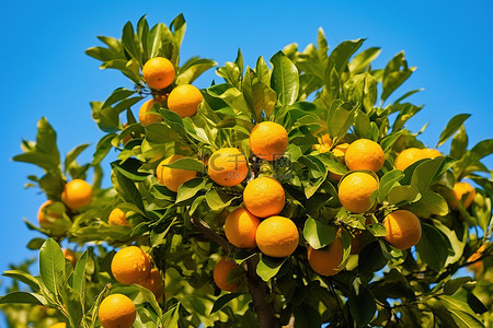 树上的猴子背景图片_橘子树上有柠檬