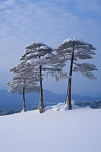 日本东京背景图片_日本东京县积雪覆盖的山上的三棵松树