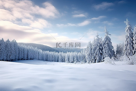 有许多树木的雪覆盖的风景