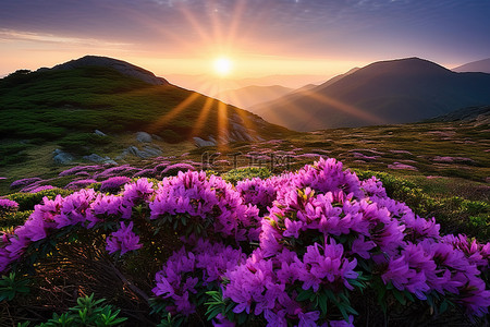 黄昏时的紫色杜鹃花和山脉