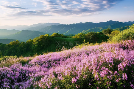 浪漫杜鹃花背景图片_浪漫的风景