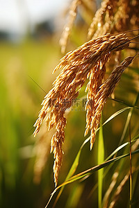 田里生长着棕色谷物的水稻植物