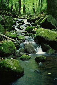 一条小溪流过树林里的岩石