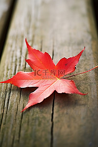 秋天红枫叶背景图片_木头上的红枫叶