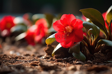 山茶花背景图片_红色的花朵坐在花园里的泥土上