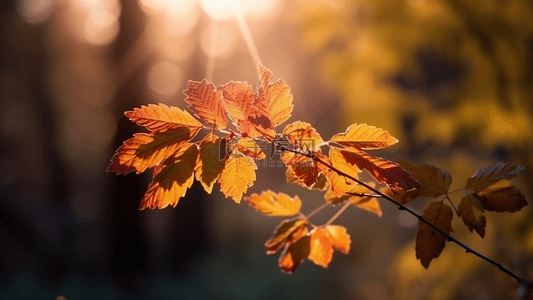 秋天自然树枝树叶摄影广告背景