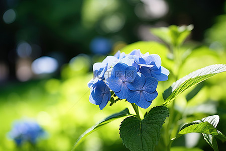 绿色花园上的蓝色绣球花模糊的背景