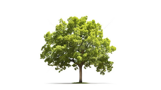 素描风景画背景图片_绿色落叶树是白色背景上的一个孤立元素，具有叶子图形设计和 3D 插图