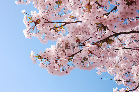 充满阳光背景图片_樱花绽放，让树枝充满阳光