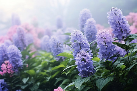 夏天开花背景图片_开花植物的图像