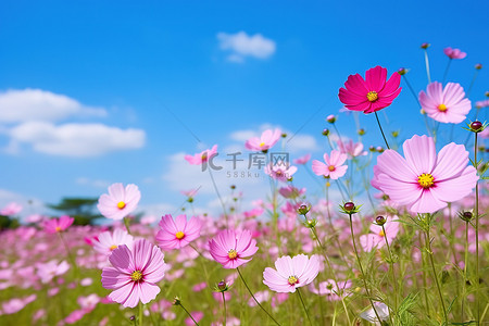 蓝色宇宙背景背景图片_蓝天田野里的粉红色花朵