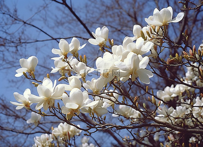 玉兰花树背景图片_白玉兰花与蓝天