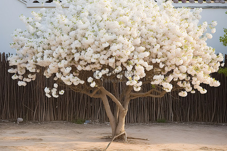 中秋菊盛开背景图片_阳光明媚的院子里有一棵开满鲜花的白树