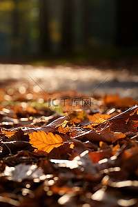 秋天躺在地上背景图片_秋叶躺在地上晒太阳