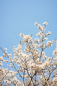 粉色，樱花背景图片_一些花朵在蓝天的映衬下盛开