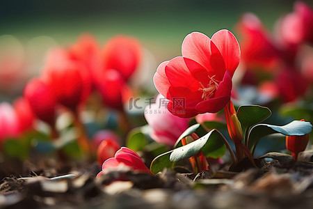 春天花朵红色背景图片_仙客来特写杏自然花秋天的花朵摄影春天自然夏天秋天红色粉红色