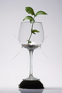 酒杯顶部背景图片_顶部放着一个酒杯，里面有植物
