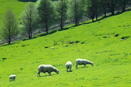 羊群白描背景图片_绿草如茵的牧场，有羊群
