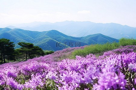 活力全开背景图片_开满紫色花朵和山峦的景色