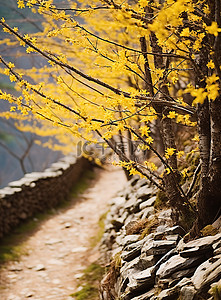 山徒步背景图片_在中国西姆拉的白峰山徒步旅行，枝条呈黄色