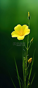 一朵黄色的花在绿色背景的田野里