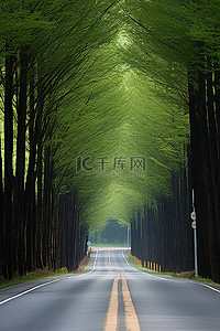 绿树道路背景图片_道路被绿树覆盖