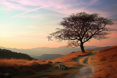 山谷小路上的一棵孤独的树，天空中的风景