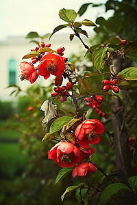 果树花骨朵背景图片_度假村里一株红色的果树正在盛开