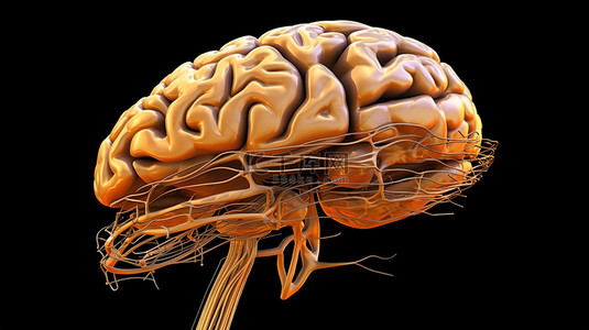 3D 渲染中大脑的精确描绘